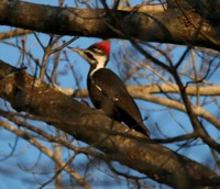 pileated woodpecker1